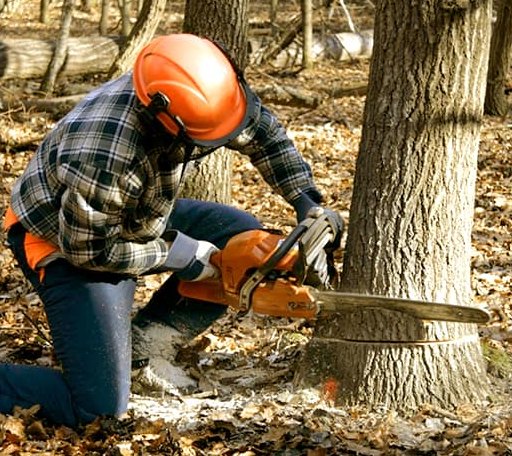 Tree Removal in New Johnsonville, TN